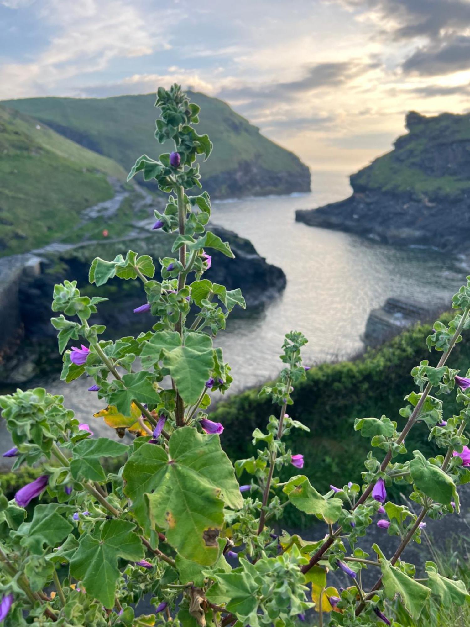 Courtyard Farm Cottages Boscastle Kültér fotó